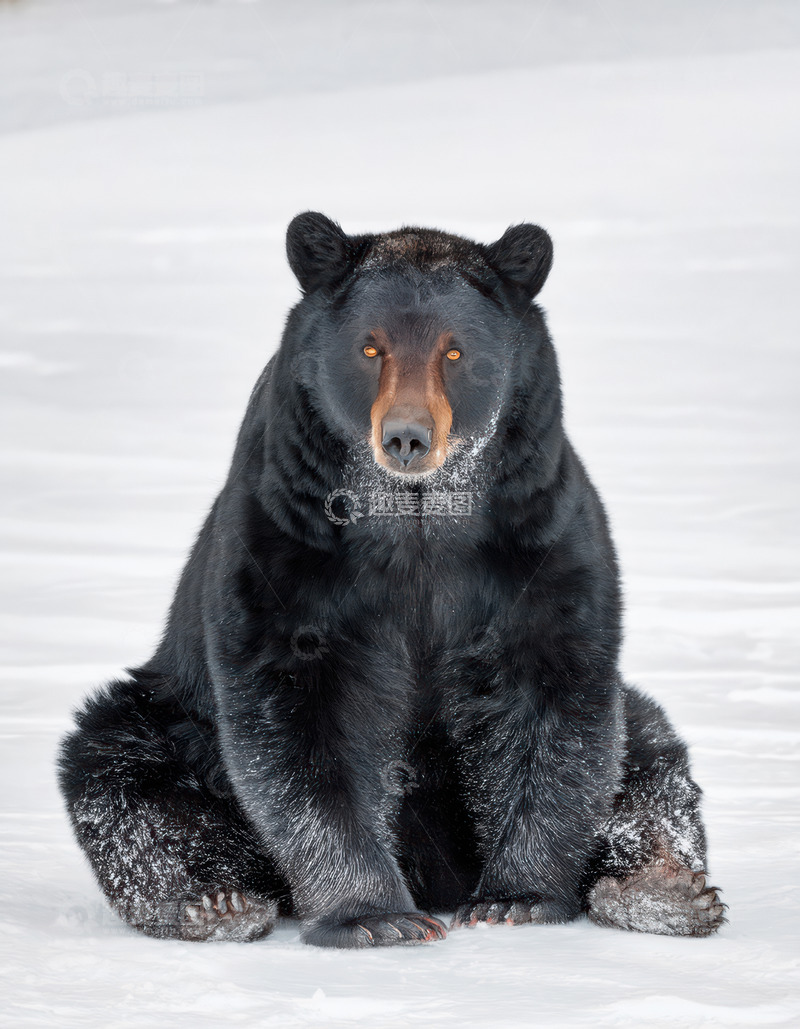 高清大图下载【趣麦麦图】黑熊雪地端坐凝视神态