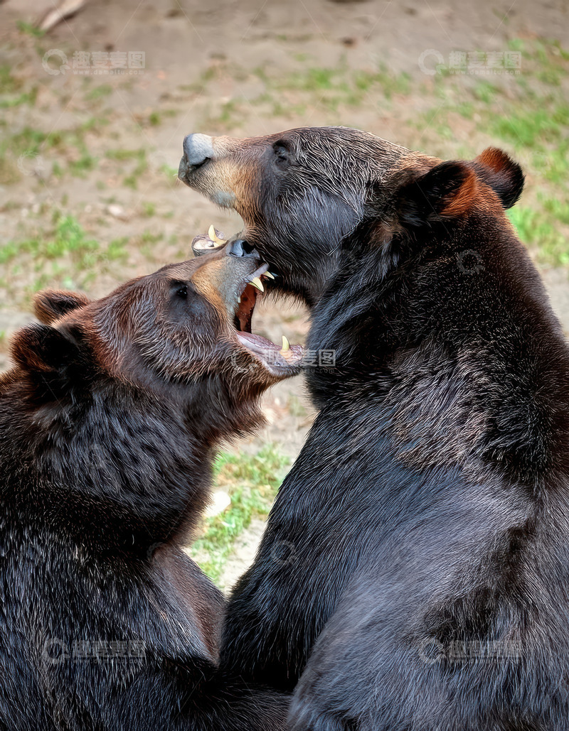 高清大图下载【趣麦麦图】两只棕熊互动场景