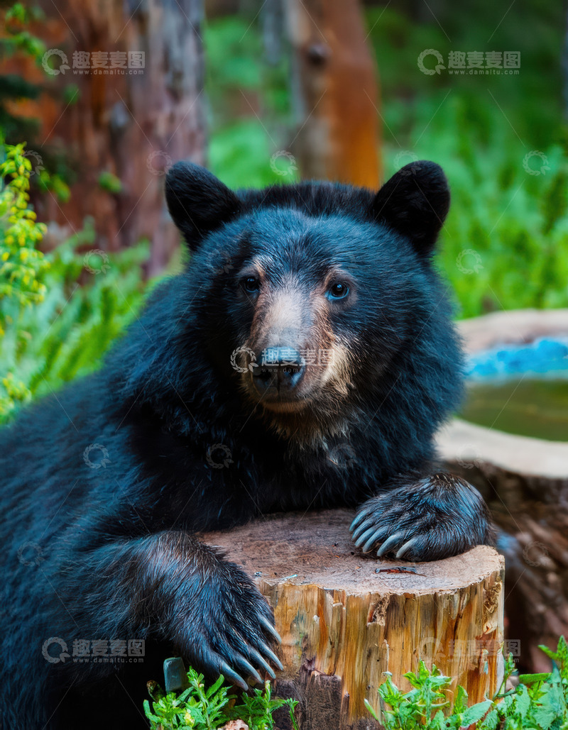 高清大图下载【趣麦麦图】黑熊树桩上休憩姿态