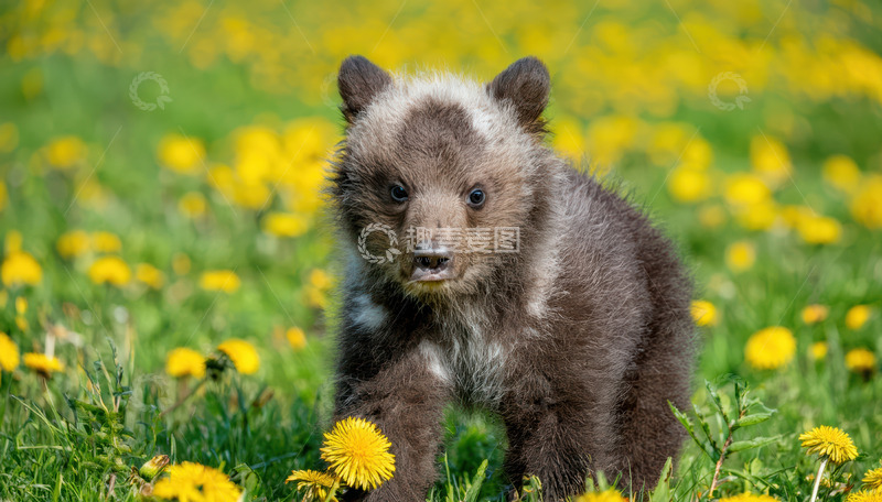 高清大图下载【趣麦麦图】小熊花丛中好奇探身