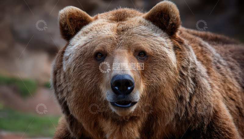 高清大图下载【趣麦麦图】棕熊的正面特写神态