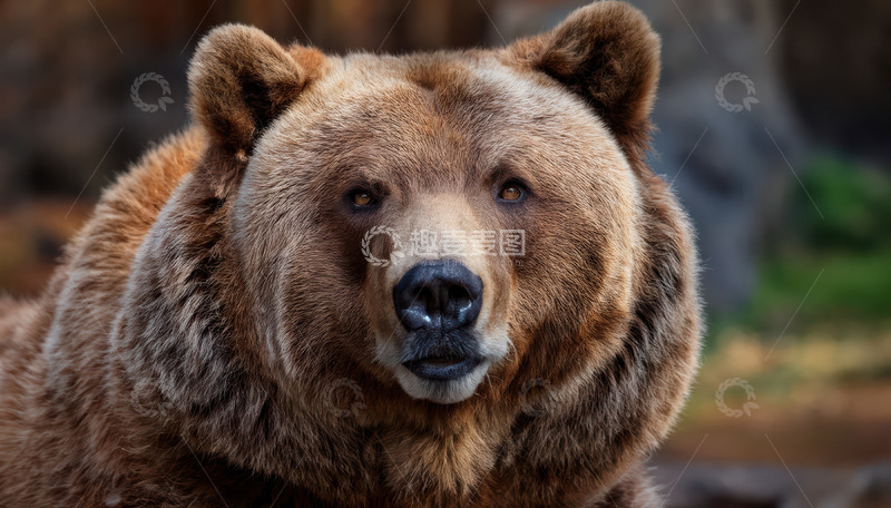高清大图下载【趣麦麦图】棕熊正面的沉稳表情
