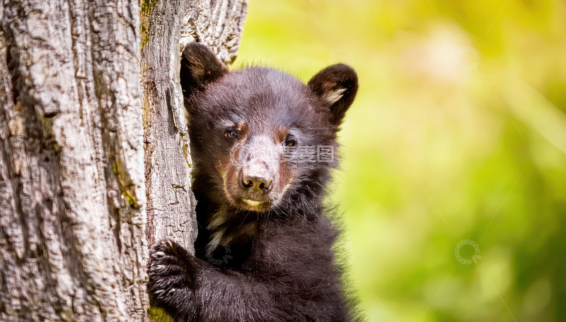 高清大图下载【趣麦麦图】小黑熊树干旁萌态探头
