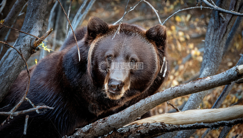 高清大图下载【趣麦麦图】棕熊林间树枝后张望