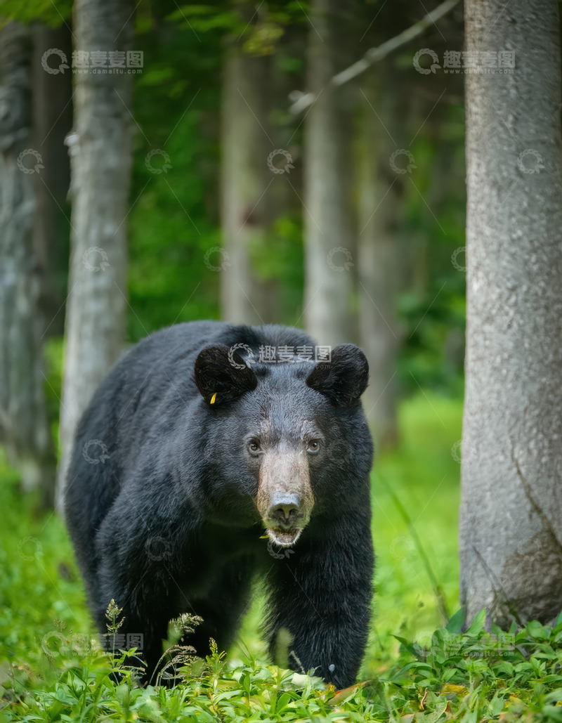 高清大图下载【趣麦麦图】黑熊林间草地快速行走