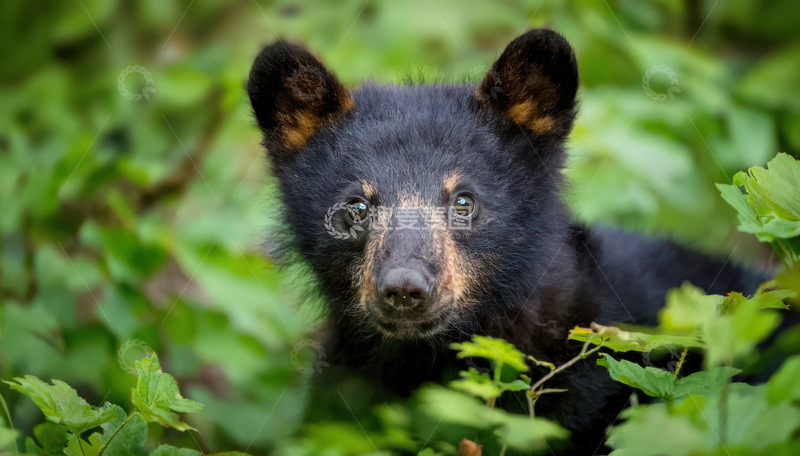 高清大图下载【趣麦麦图】小黑熊绿植中好奇凝视