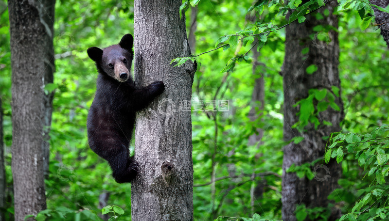 高清大图下载【趣麦麦图】小黑熊树上好奇张望