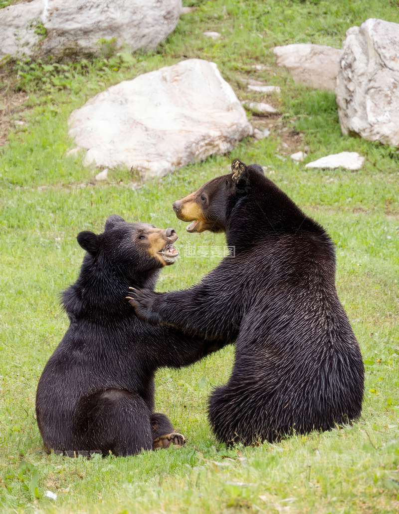 高清大图下载【趣麦麦图】双黑熊草地互动对峙姿态