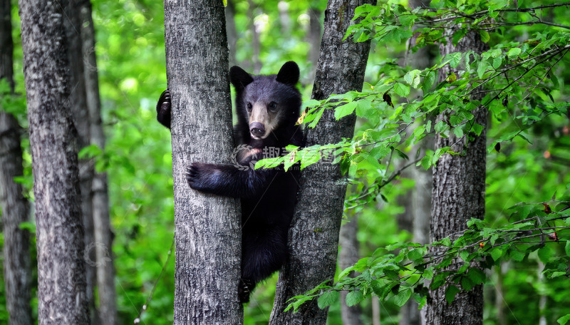高清大图下载【趣麦麦图】小黑熊林间树干躲藏
