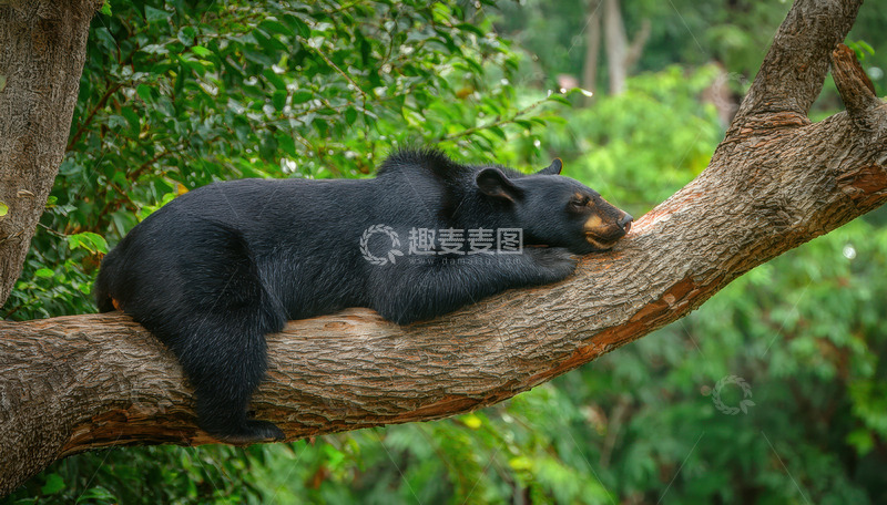 高清大图下载【趣麦麦图】黑熊慵懒趴卧树枝小憩