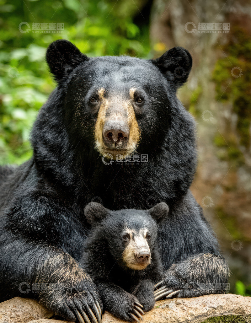 高清大图下载【趣麦麦图】母幼黑熊亲密相伴画面