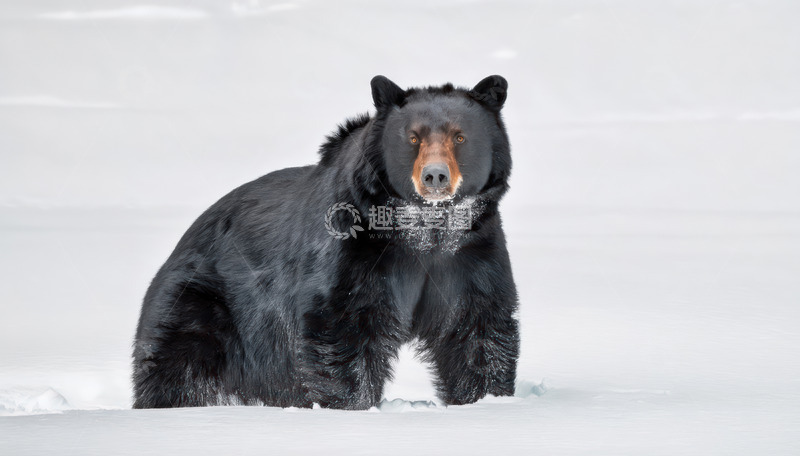 高清大图下载【趣麦麦图】黑熊雪地中站立警觉