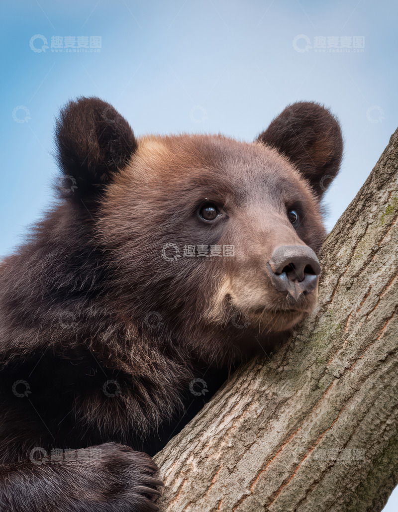 高清大图下载【趣麦麦图】棕熊树干旁悠然侧靠