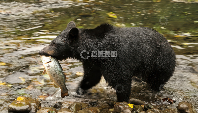 高清大图下载【趣麦麦图】黑熊河中衔鱼而行