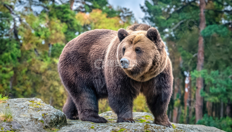 高清大图下载【趣麦麦图】棕熊林间岩石上的守望