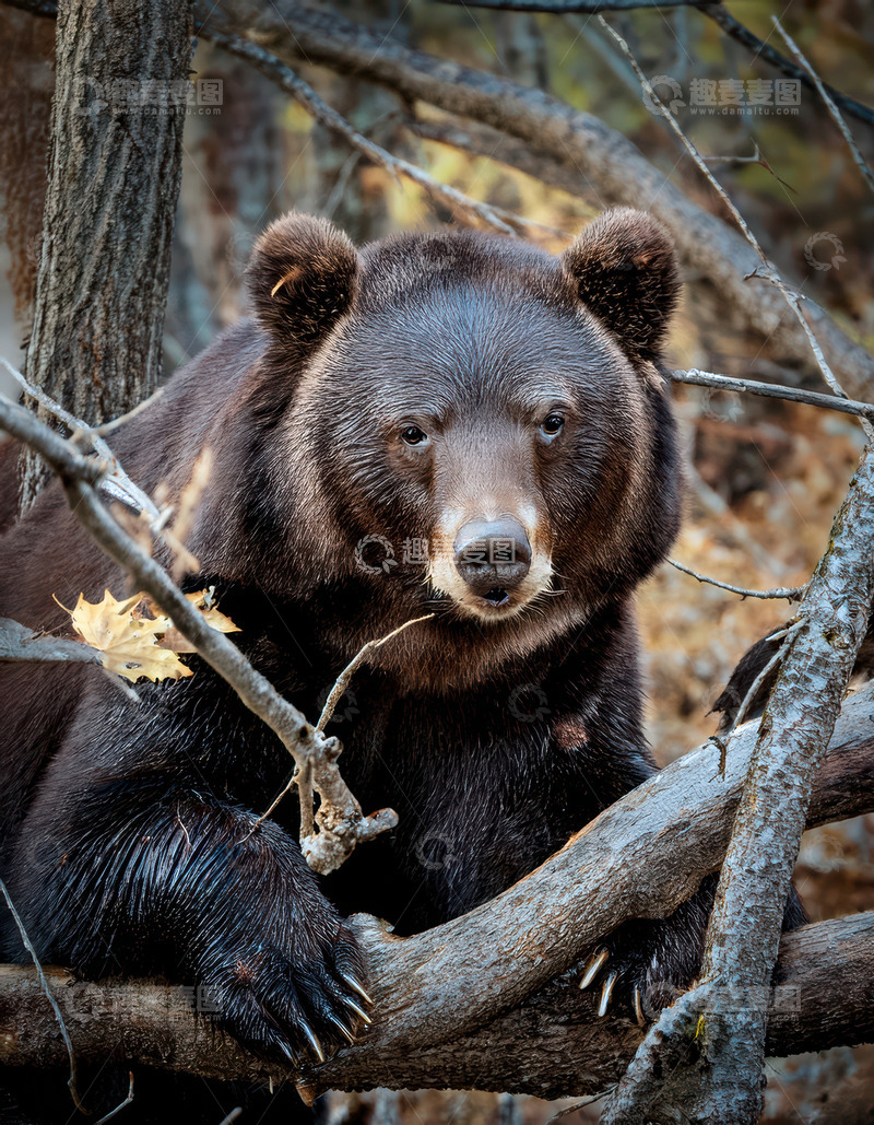 高清大图下载【趣麦麦图】棕熊林间树枝倚靠姿态