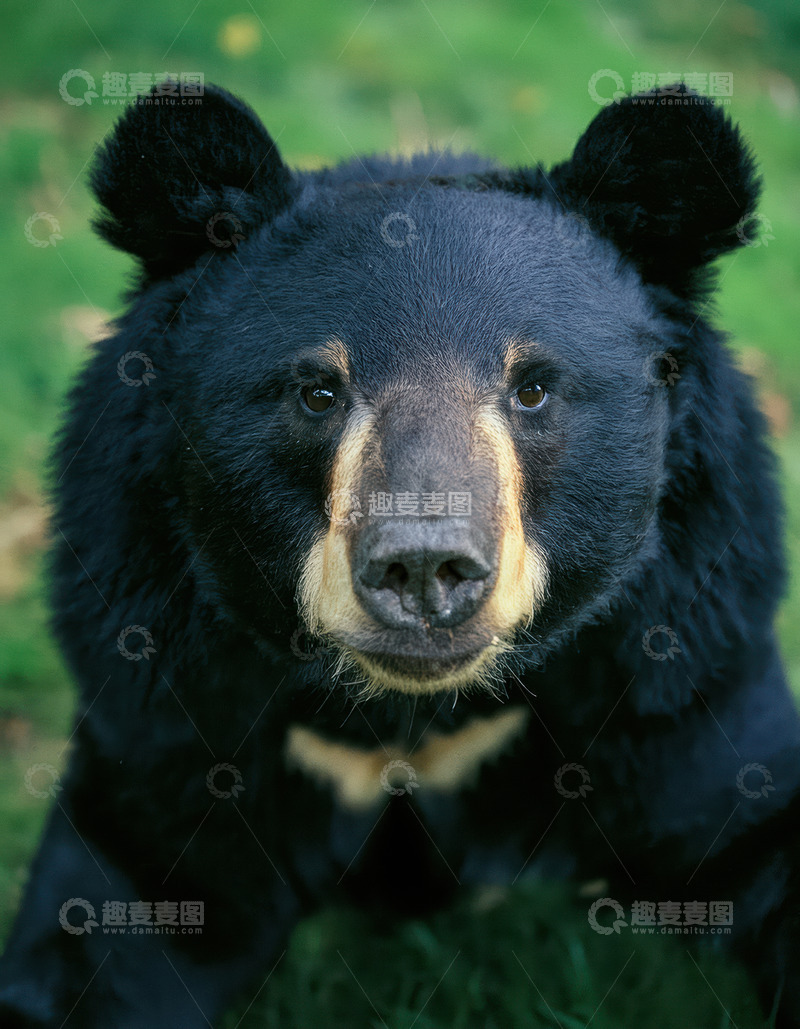高清大图下载【趣麦麦图】黑熊草地正面凝视特写