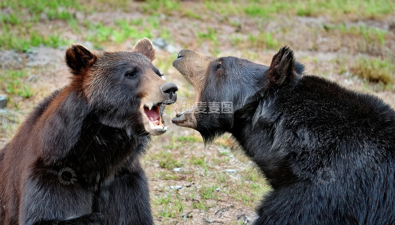 高清大图下载【趣麦麦图】双黑熊草地激烈对峙