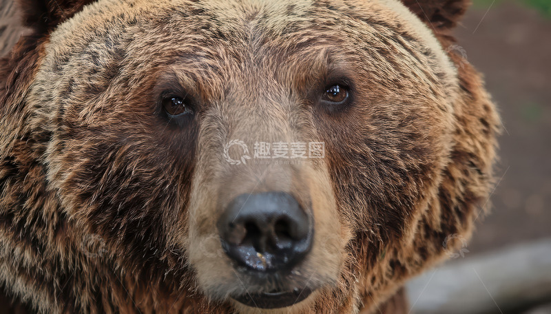高清大图下载【趣麦麦图】棕熊近景的专注神情