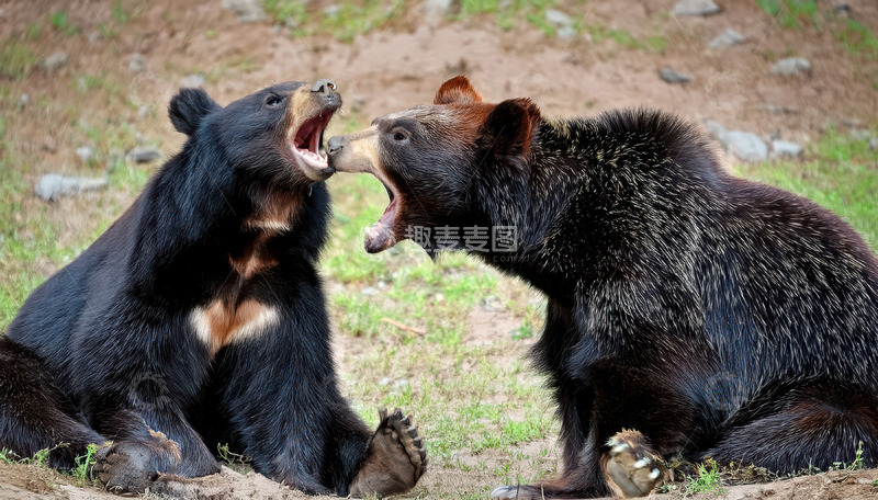 高清大图下载【趣麦麦图】双黑熊草地张嘴对峙