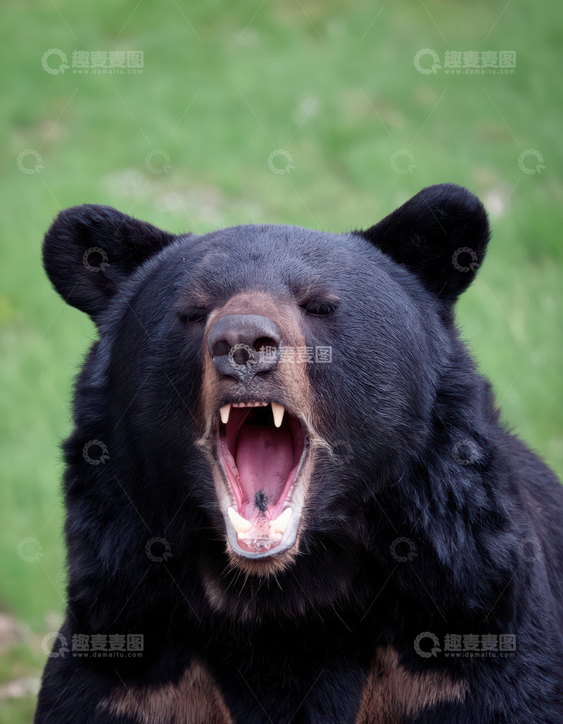 高清大图下载【趣麦麦图】黑熊草地打哈欠神态