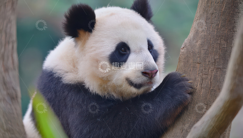 高清大图下载【趣麦麦图】大熊猫树上惬意倚靠
