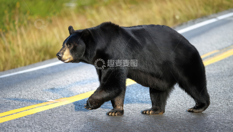 高清大图下载【趣麦麦图】黑熊公路上谨慎穿行