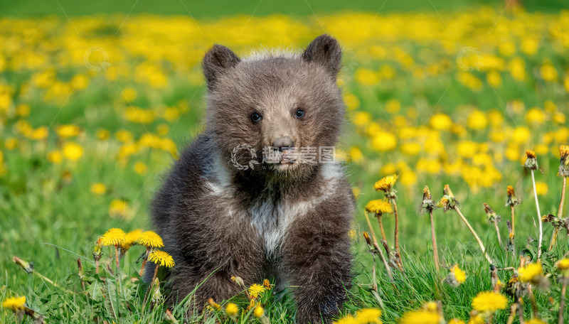 高清大图下载【趣麦麦图】小熊花丛中呆萌静立