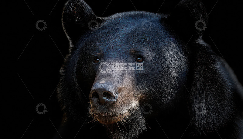 高清大图下载【趣麦麦图】黑熊黑色背景下的凝视