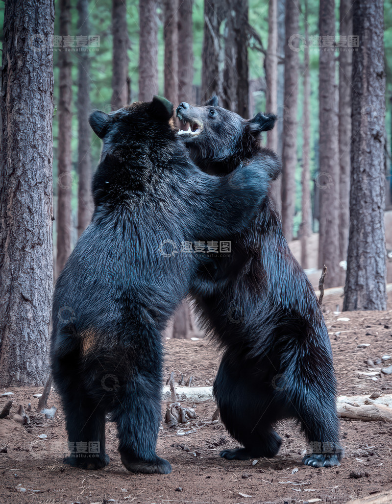高清大图下载【趣麦麦图】双黑熊林间搏斗瞬间