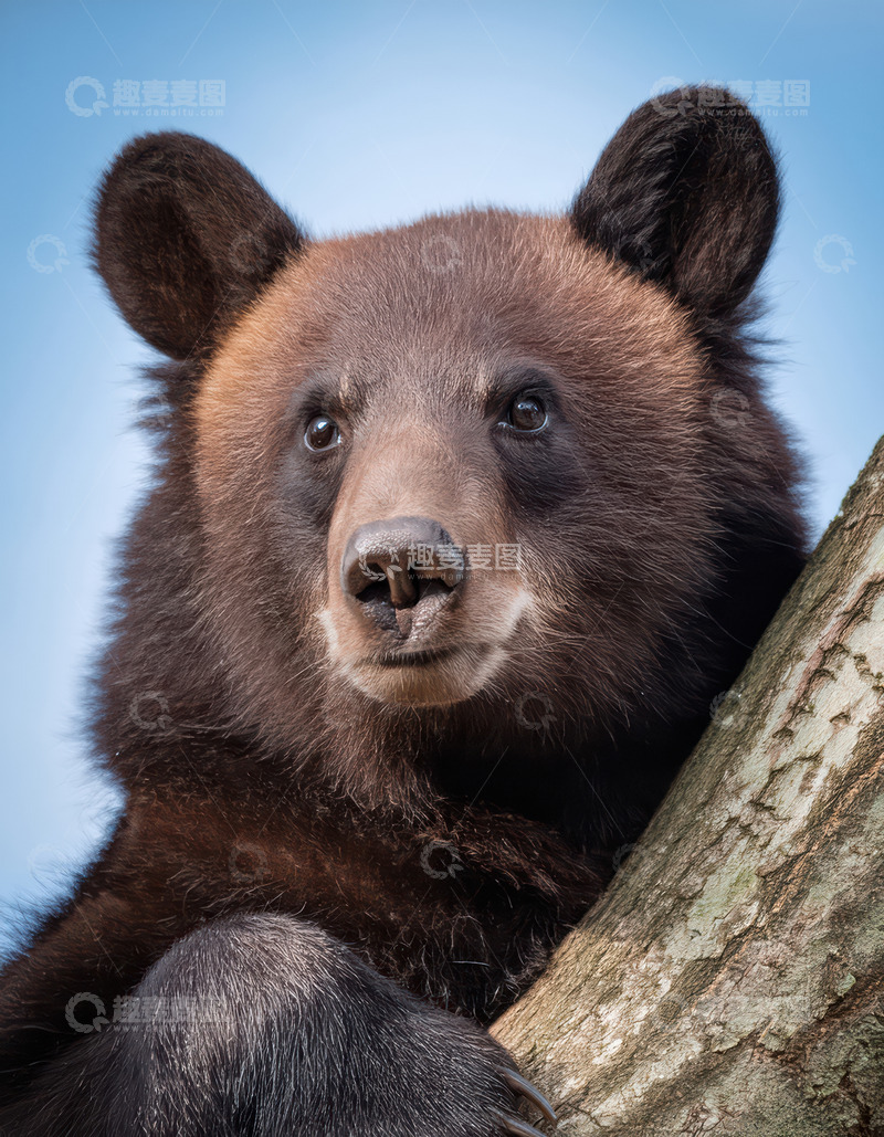 高清大图下载【趣麦麦图】棕熊树干旁可爱侧靠