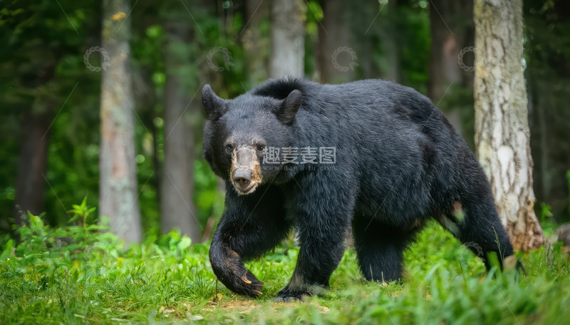 高清大图下载【趣麦麦图】黑熊林间草地中行走
