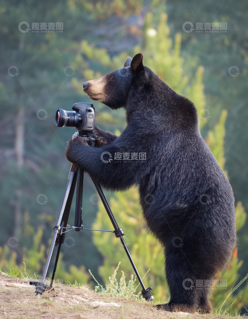 高清大图下载【趣麦麦图】黑熊&ldquo;操作&rdquo;相机奇特画面