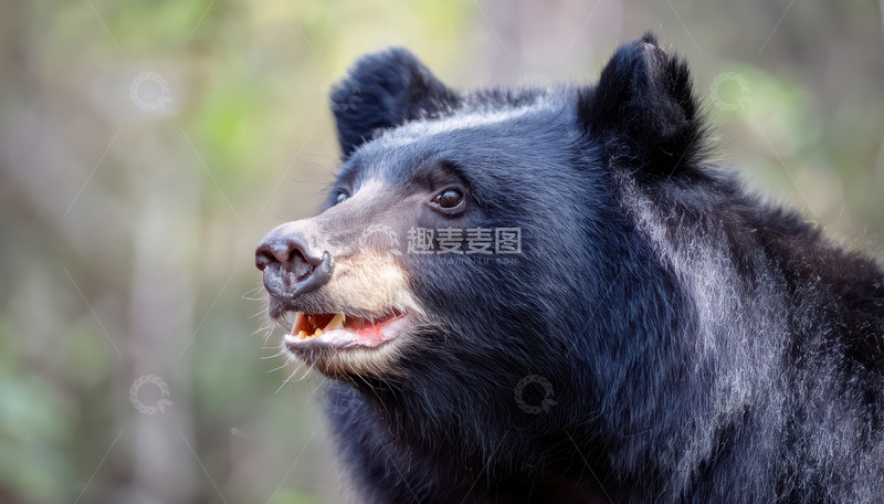 高清大图下载【趣麦麦图】黑熊近景的生动表情