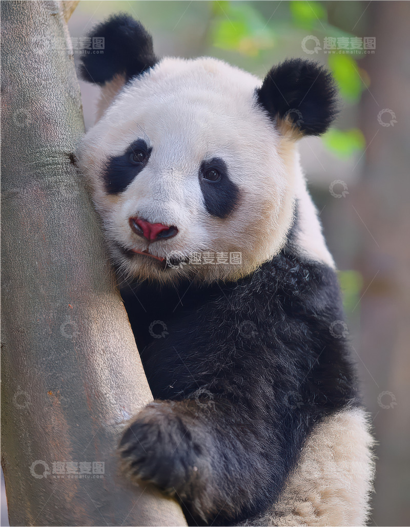 高清大图下载【趣麦麦图】大熊猫树旁慵懒依偎