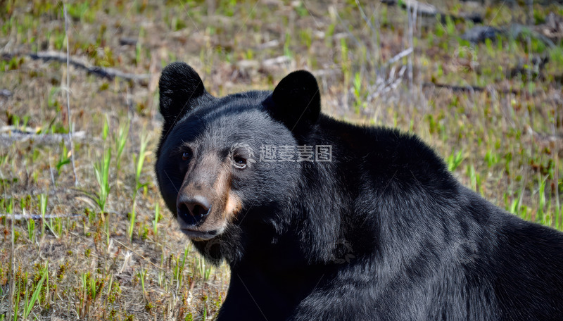 高清大图下载【趣麦麦图】黑熊草地正面沉稳凝视