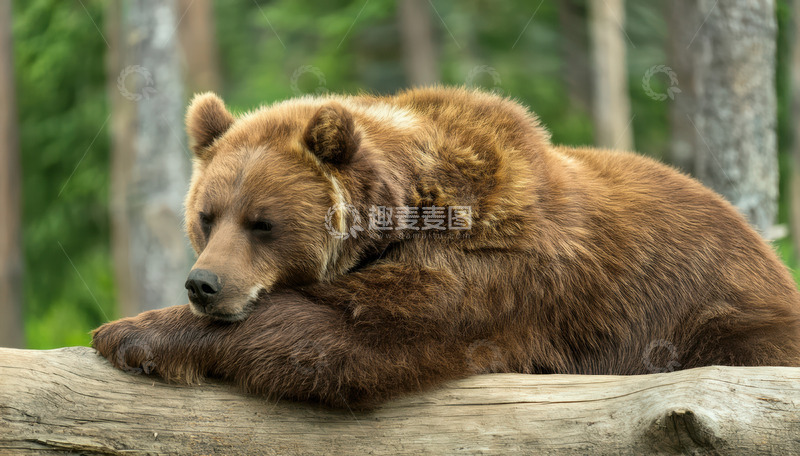 高清大图下载【趣麦麦图】棕熊木头上慵懒趴卧