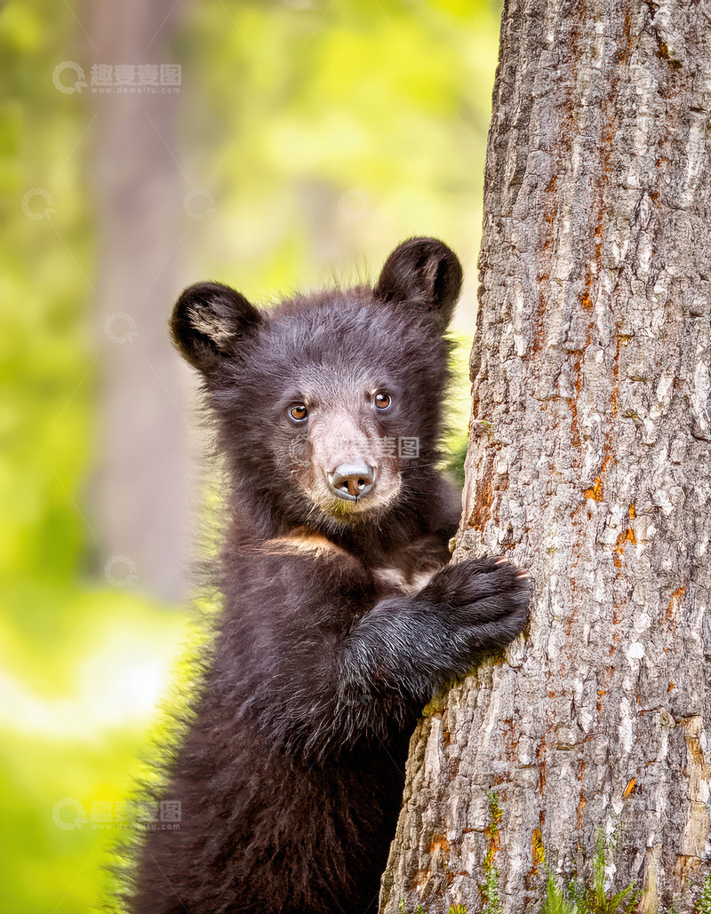 高清大图下载【趣麦麦图】小黑熊树干旁好奇探身