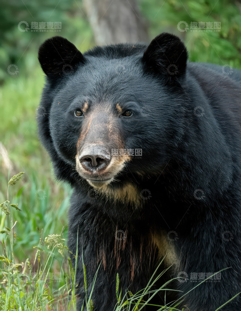 高清大图下载【趣麦麦图】黑熊草地前侧行走姿态