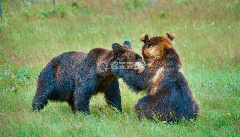 高清大图下载【趣麦麦图】双棕熊草地互动对峙栖息地互动棕色