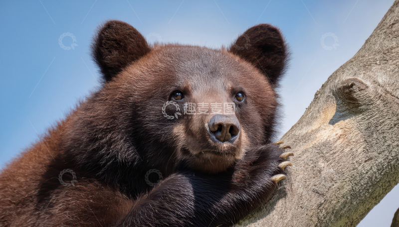 高清大图下载【趣麦麦图】棕熊倚树可爱神态特写