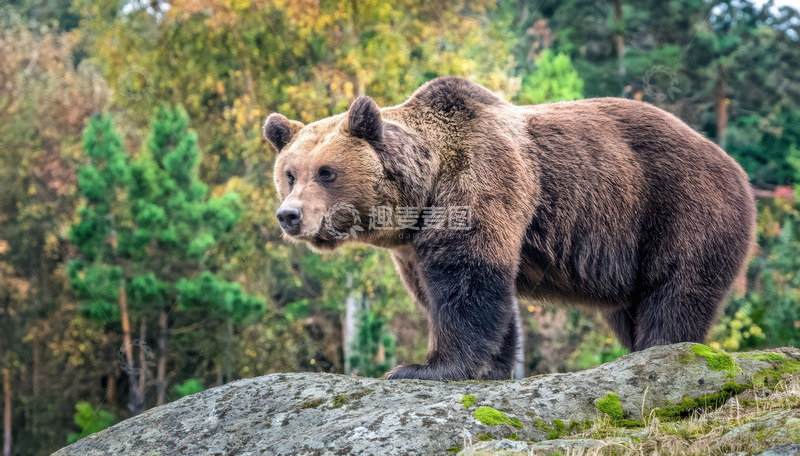 高清大图下载【趣麦麦图】棕熊林间岩石侧首张望