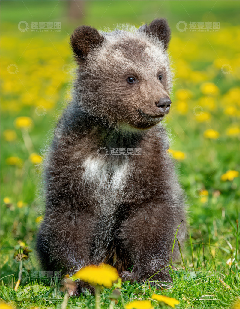 高清大图下载【趣麦麦图】小熊花丛中呆萌坐立