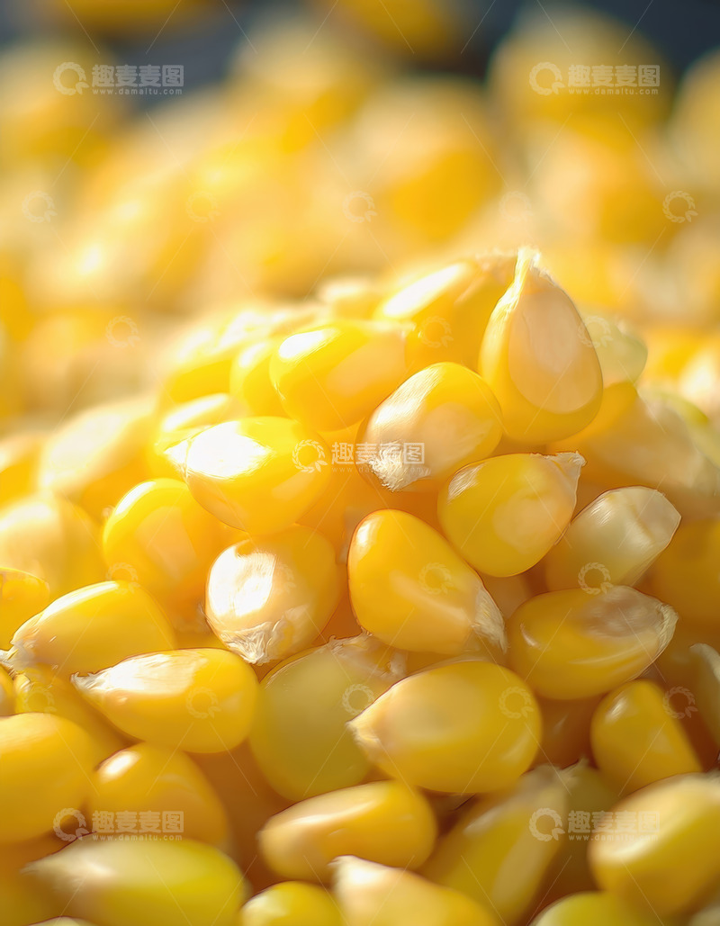 高清大图下载【趣麦麦图】特写：饱满金黄的玉米粒谷物美食静物