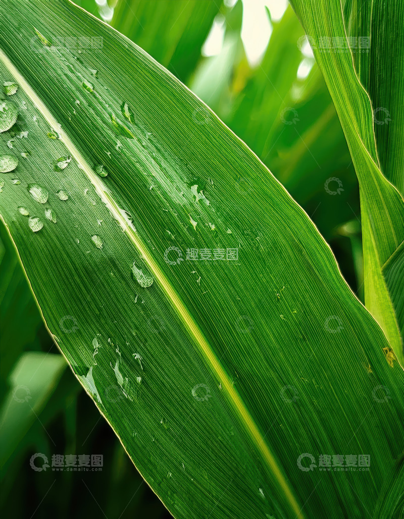 高清大图下载【趣麦麦图】带水珠的翠绿玉米叶片
