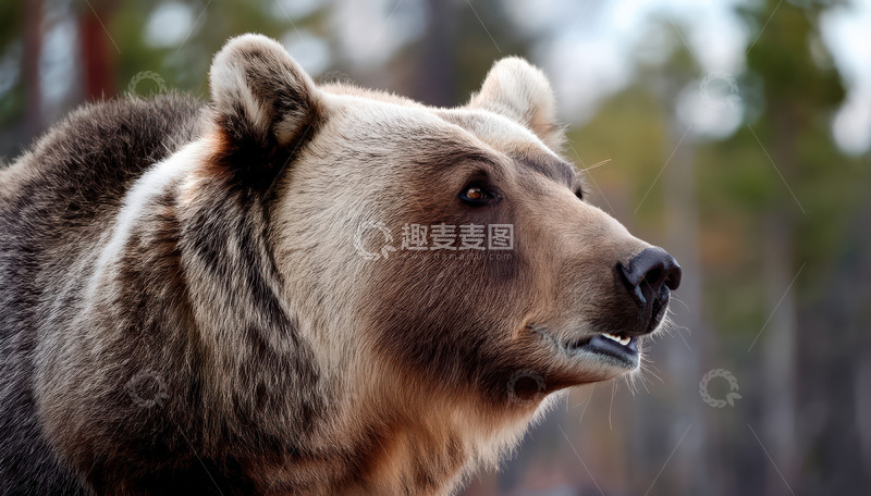 高清大图下载【趣麦麦图】棕熊森林侧首警觉眺望