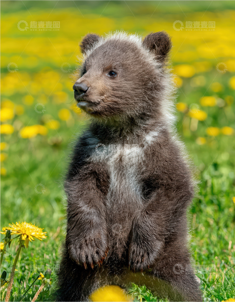 高清大图下载【趣麦麦图】小熊花丛中好奇站立