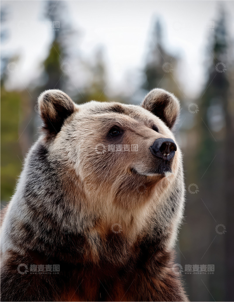 高清大图下载【趣麦麦图】棕熊侧首的警觉神态