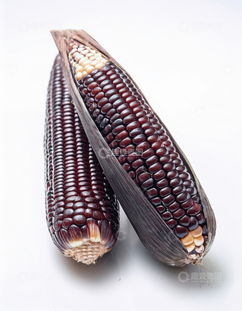 高清大图下载【趣麦麦图】白背景下的两根紫黑玉米