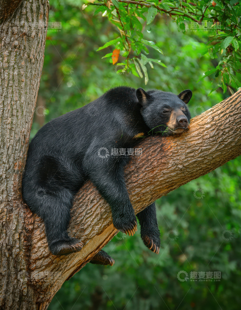 高清大图下载【趣麦麦图】黑熊大树横枝惬意酣睡